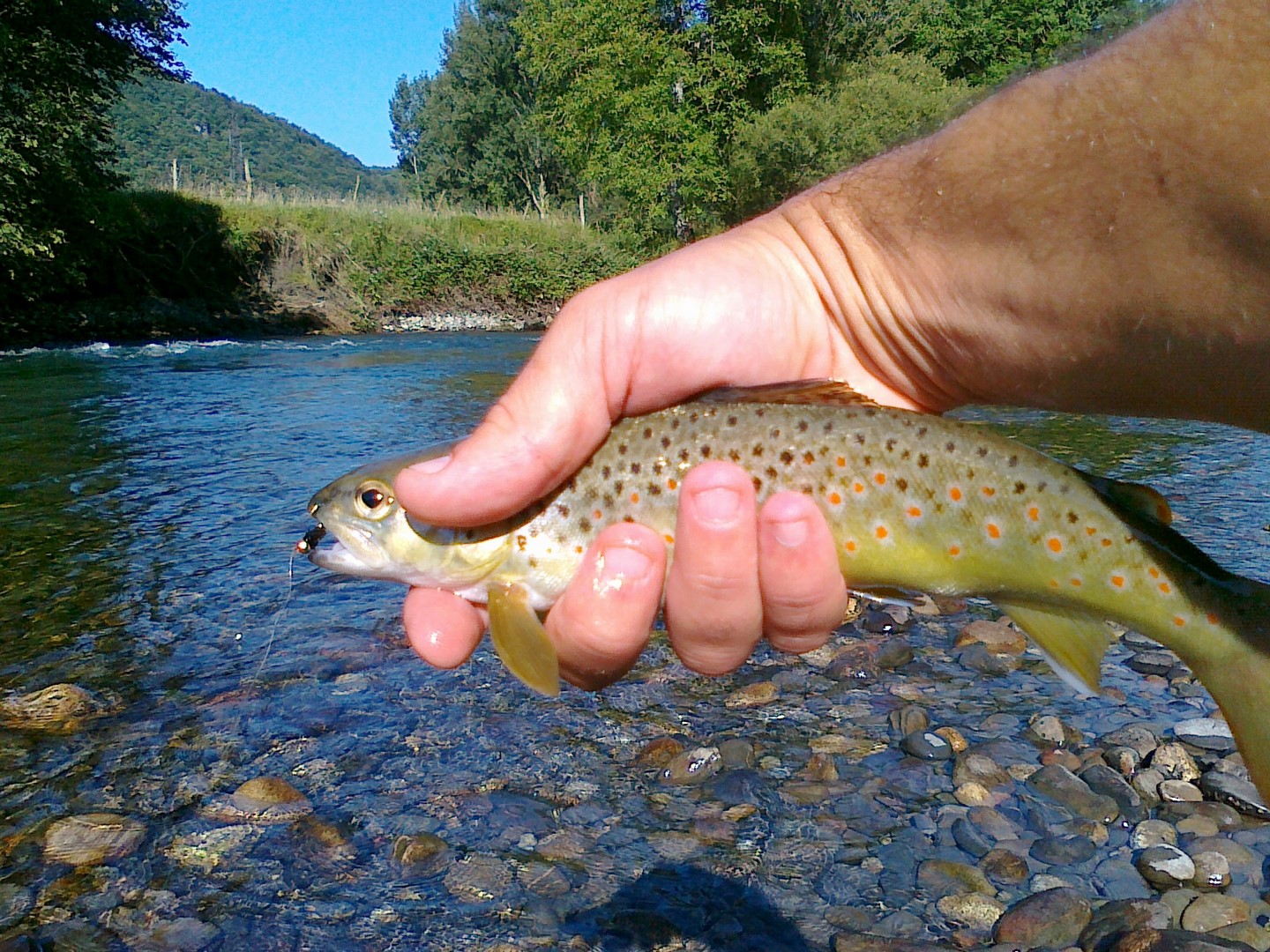 TECHNIQUE de PÊCHE a la MOUCHE et en NYMPHE en RIVIÈRE 