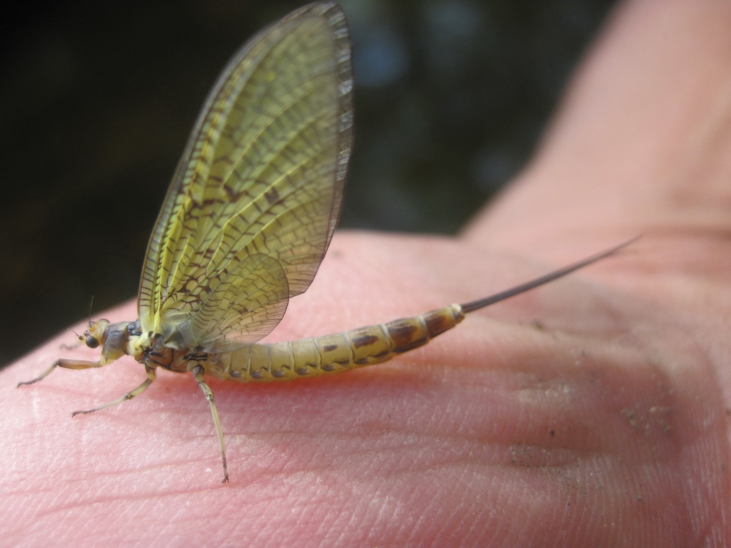 Pêche à la Mouche de la Truite - L'Argentière la Bessée - BLN Fly-Fishing 05